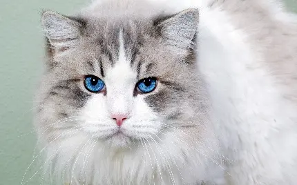 عکس زیباترین گربه سفید خاکستری چشم آبی در جهان