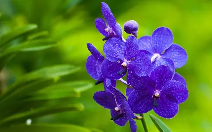 دانلود خوشگل ترین زمینه گل ارکیده آبی با کیفیت FULL HD
