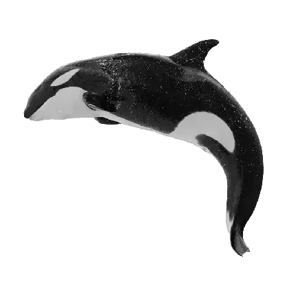 دانلود عکس نهنگ قاتل Orca بدون پس زمینه با کیفیت خوب 