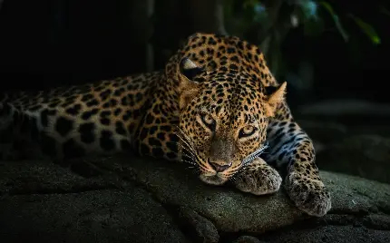 دیدنی ترین عکس پلنگ leopard با حس و حال عجیب در چهره اش 