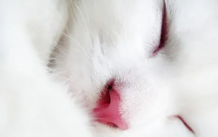 بک گراند گربه سفید خوابیده با بینی صورتی از نزدیک برای گوشی