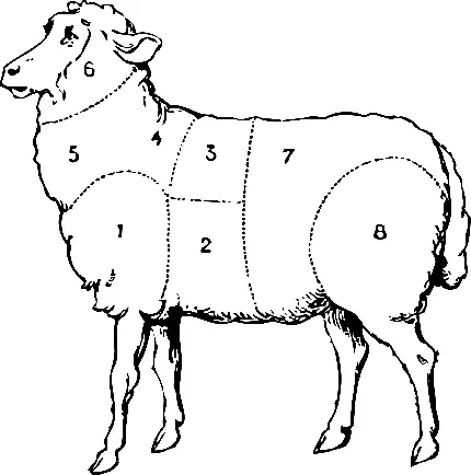 png عکس گوسفند تقسیم شده به قسمت های مختلف با کیفیت بالا