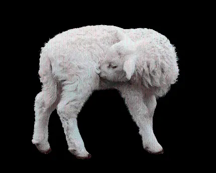عکس بره گوسفند با پشم های سفید ناز 
