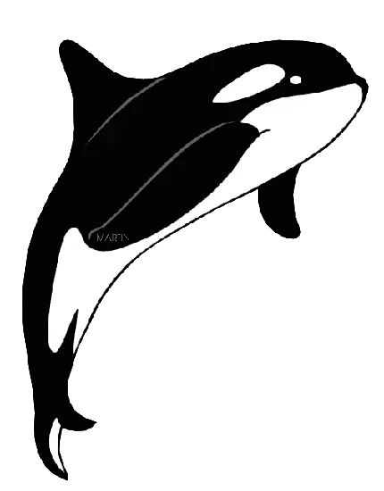 دانلود png عکس نهنگ قاتل به سبک انیمه ای با کیفیت بالا 