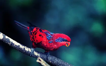والپیپر جالب و جذاب از پرنده شهد طوطی گوش آبی برای چاپ