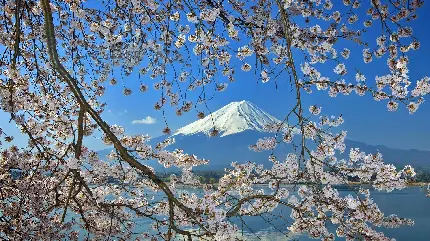 عکس زمینه شاعرانه از شکوفه ها در بکگراند قله مرتفع کوه 2023