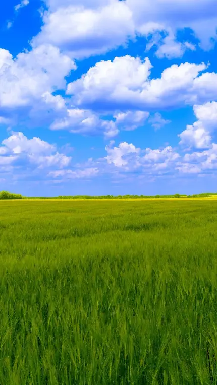 تصویر از چمنزار طبیعی با آسمان آبی همراه ابرهای پنبه ای