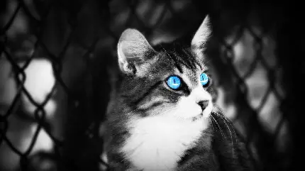 والپیپر سیاه و سفید از گربه ی زیبا با چشمانی آبی 
