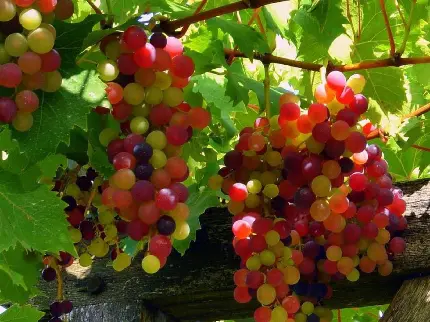 بک گراند انگور با حبه های رنگارنگ زیبا و دیدنی