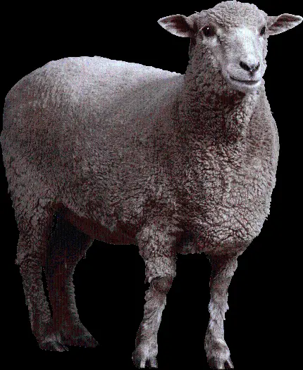 جدیدترین فایل شفاف گوسفند بزرگ گوشتی برای بنرهای تبلیغاتی