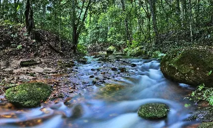 عکس درختان اطراف رودخانه ای با جریان آب پرشتاب