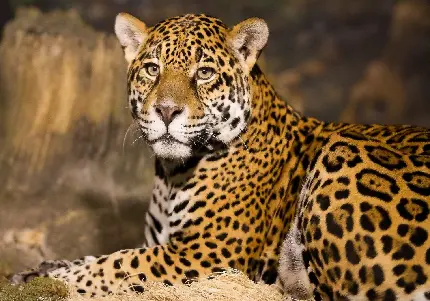 حیوان پلنگ Leopard جانوری از گربه‌سانان در حیات وحش