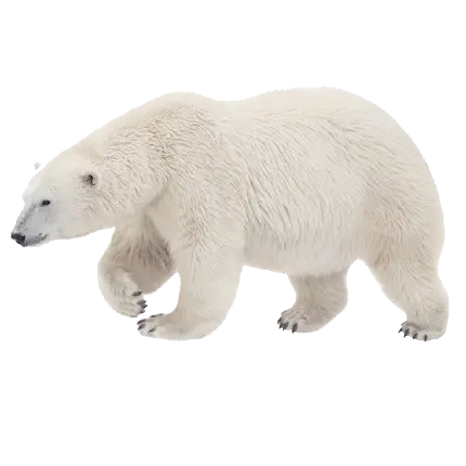 عکس بدون بک گراند خرس سفید قطبی بزرگ به صورت PNG