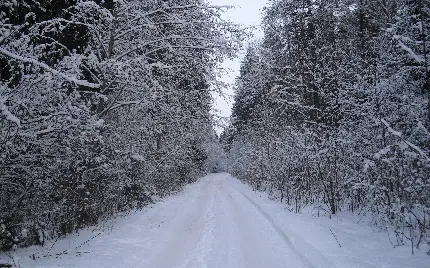 عکس پروفایل از طبیعت زمستانی و درختان مدفون میان برف ها