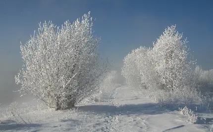 عکس پروفایل برای زمستان از منظره درختان مدفون میان برف سفید