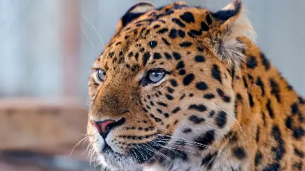 عکس Leopard پلنگ یکی از حیوانات فوق ‌العاده جذاب با کیفیت بالا