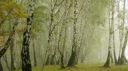 جنگلی با درختان عجیب و مرموز 