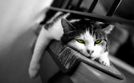 تصویر سیاه و سفید از گربه خسته و درحال استراحت با کیفیت خیلی خوب 
