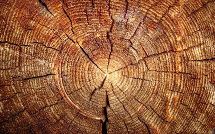والپیپر مربوط به نجاری از بافت از بافت چوب طبیعی