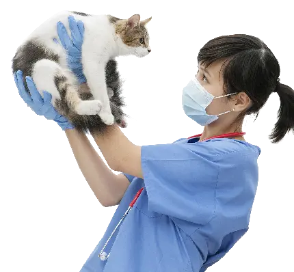 عکس بدون زمینه دامپزشک زن در حال معاینه گربه با فرمت PNG