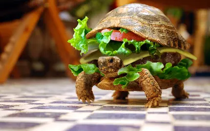 والپیپر و تصویر زمینه بامزه و فتوشاپ شده از ساندویچ لاکپشت روسی