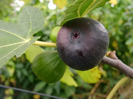 عکس استوک انجیر سیاه رسیده روی شاخه درخت انجیر