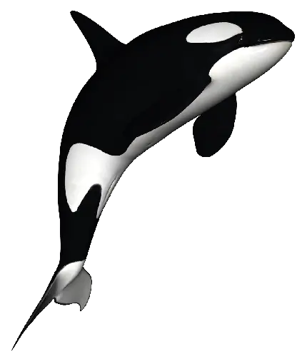 PNG نهنگ قاتل با عکس HD شفاف و پس زمینه نهنگ قاتل