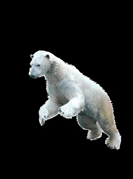 قشنگ ترین عکس با فرمت پی ان جی PNG خرس سفید در حال پرش
