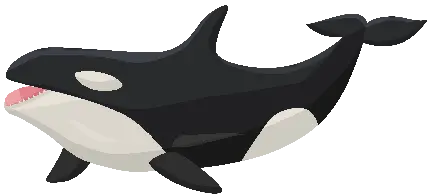 png نهنگ قاتل کارتونی با طراحی بسیار ساده و آسان