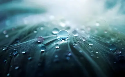 تصویر زمینه قطره های آب روی برگ از نزدیک برای کامپیوتر