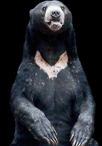 عکس خرس سیاه black bear ایستاده از رو به رو با کیفیت بالا
