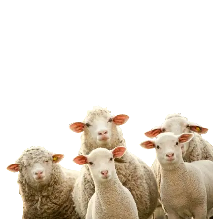 عکس گله گوسفندان بامزه و خوشگل در حال تماشای دوربین