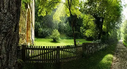 عکس استوک طبیعت انتزاعی سبز در حیاط خانه با کیفیت بالا