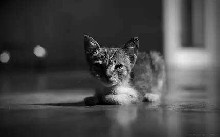 عکس خیلی خوشگل از بچه گربه ناناز در تم سیاه و سفید