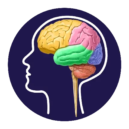 فایل شفاف قسمت های مختلف مغز در روان پزشکی برای طراحی لوگو