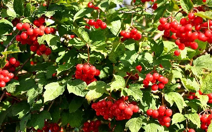عکس جالب و جذاب از میوه های قرمز و خوشمزه روی درخت 