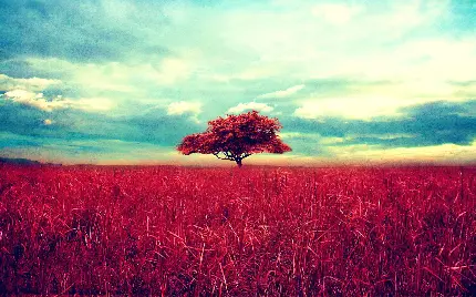 تصویر تک درخت قرمز زیر آسمان آبی خوشرنگ 