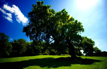 دانلود عکس با کیفیت سایه بزرگ درخت سبز زیر نور خورشید