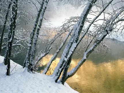 دانلود والپیپر درختان توسکا در میان برف زمستانی