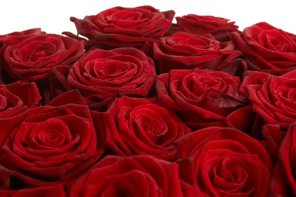 دانلود عکس استوک گل های رز قرمز و شیک مخصوص ولنتاین 