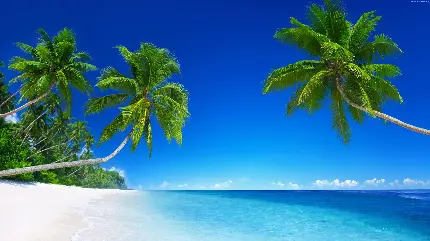 عکس استوک درختان نخل در ساحل آفتابی دریا