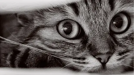 تصویر پس زمینه با کیفیت عالی گربه سیاه و سفید برای چاپ