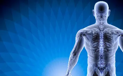 عکس دیجیتالی اسکلت و بدن انسان مربوط به فیزیوتراپی
