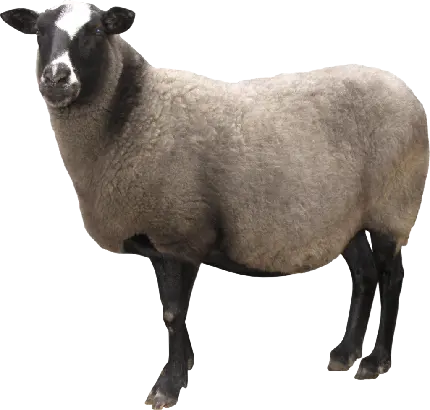 عکس نژاد خاص و بزرگ گوسفند با بک گراند شفاف