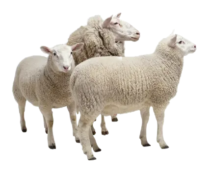 PNG گله گوسفندان پشمالوی سفید برای کارهای گرافیکی