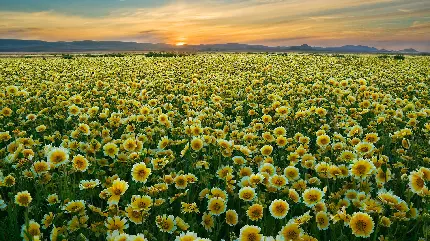 والپیپر از دشت و طبیعت گلزار بهترین مکان برای عکس برداری 