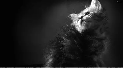 استوک گربه ایرانی یا پرشین کت با طراحی سیاه و سفید