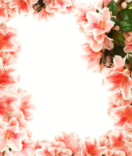 عکس استوک ولنتاین طرح کادر رز های گلبهی با زمینه سفید 