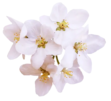 زیباترین عکس شکوفه های درخت گلابی png با بهترین کیفیت
