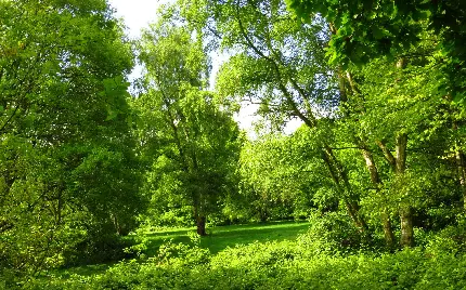 دانلود رایگان عکس قشنگ ترین منظره طبیعی سرسبز و پر دار و درخت جنگلی  